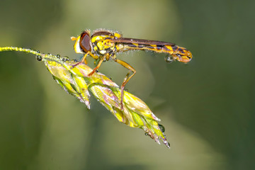 tiny sweet bug on green leaf and season grass