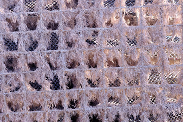 Dried seaweed covers an old lobster float and backlit by the morning sun