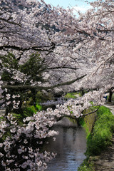 哲学の道-桜-ソメイヨシノ-京都-日本