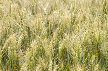 Unripened wheat field closeup in summer
