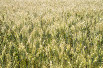 Unripened wheat field closeup in summer