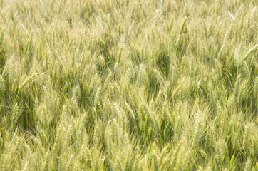 Unripened wheat field closeup in summer