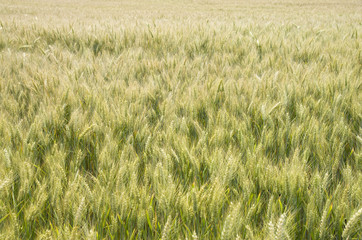 Unripened wheat field closeup in summer