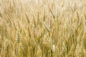 Unripened wheat field closeup in summer