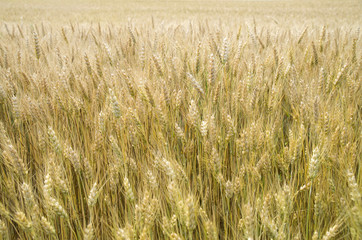 Unripened wheat field closeup in summer