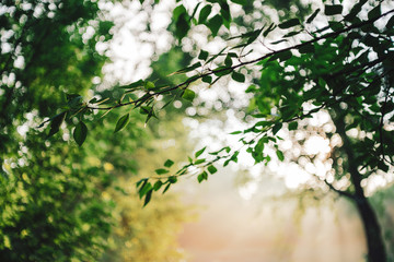 Scenic sunny natural green background. Sunshine on beautiful leaves. Amazing morning landscape of nature with sunbeams. Rich greenery in sunny day with copy space. Scenery of vegetation in sunlight.