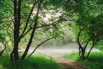 Scenic sunny green landscape of sunrise. Footpath under trees in park in early morning in mist. Colorful scenery with pathway among green grass and lush trees on sunset. Vivid natural green background