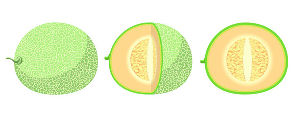 Cantaloupe fruit vector design illustration isolated on white background