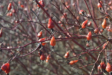 red berries 