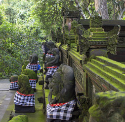 verdure de mousse a Bali