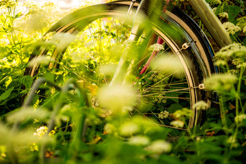bicycles hidden behind ground elder