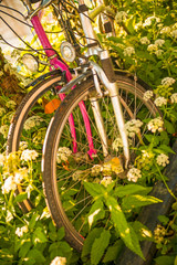 bicycles hidden behind ground elder
