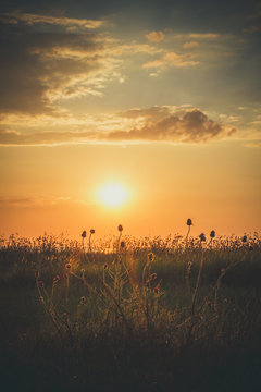 Wildflowers at sunset in summer © Igor
