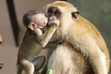 macaque monkeys mother and child