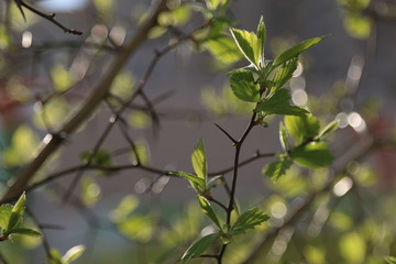 green leaves of a tree in spring
