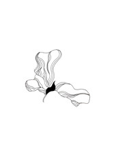 Irises drawn pen. Manual graphics, handmade. Graphic drawing. Insulation.