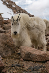 Obraz premium Mountain Goat in Colorado