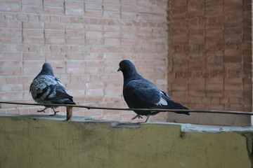 pigeon on a roof