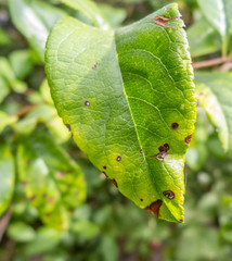 Details of green leaves rotting