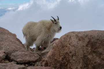 Mountain Goat in Colorado