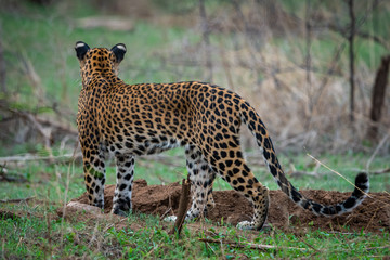 A female leopard or panther or panthera pardus in green background at jhalana forest reserve, jaipur, rajasthan, india	