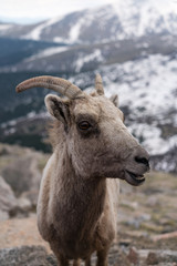 Naklejka premium Bighorn Sheep in Colorado