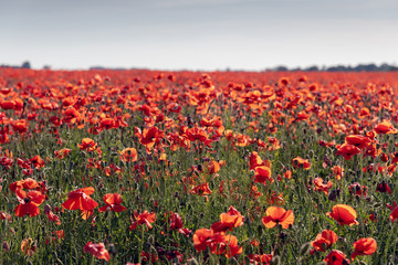 Poppy field in summer afternoon.