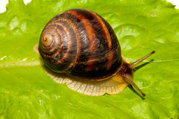 snail isolated on white background