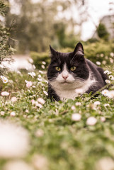 Black and white home adult cat stopped to rest on the lawn among the daisies in the garden near the house. Сolor editing.