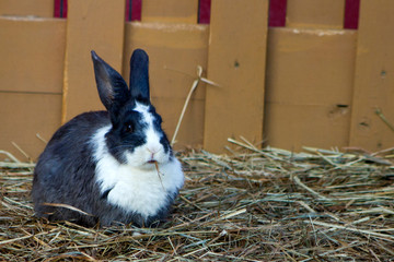 one rabbit with dry grass in his mouth sitting on a hay in an enclosure