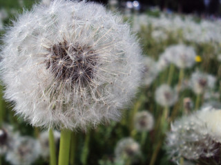 Obraz premium White ripe dandelion on the background of the field