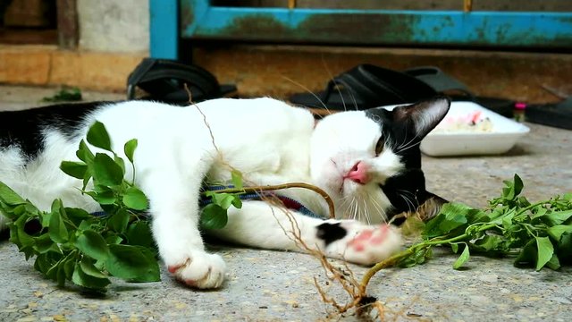Cat eating roots to cure fever and maintain the digestive system