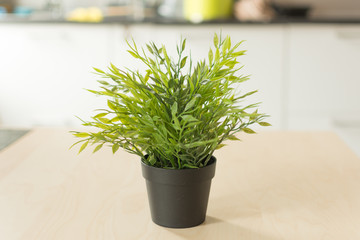 Flowerpot on the table. Green plant in a black flowerpot on a wooden table.
