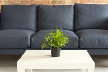 Modern living room interior. Flowerpot on the white coffee table. Green plant in a black flowerpot on the table. Modern blue sofa with cushions.