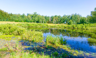 View of the picturesque marsh in the summer.