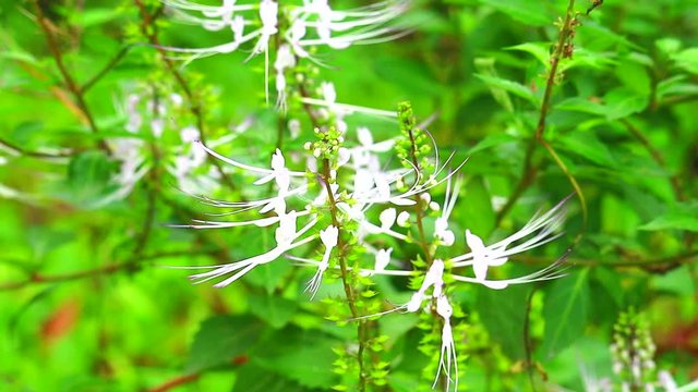 Java tea leaf grass helps reduce blood pressure and helps treat diabetes