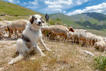 A Maremma sheepdog guarding sheep, Piano Grande, Monti Sibillini National Park, Umbria, Italy - obrazy, fototapety, plakaty