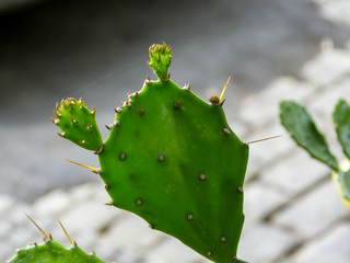 Cactus leaves in closeup