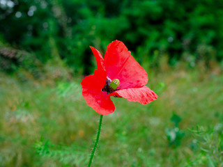 Fototapeta premium poppy. a herbaceous plant with showy flowers, milky sap, and rounded seed capsules. drugs such as morphine and codeine