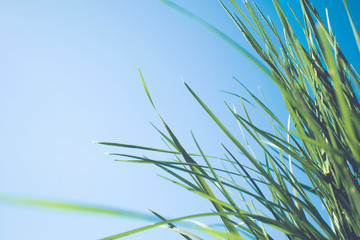 Green grass against the blue sky, copy space, place for placement of an inscription, advertising, banner