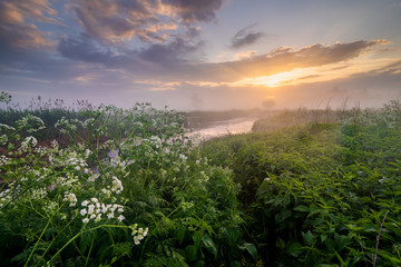 Misty sunrise on the river bank with flowers. Summer landscape.