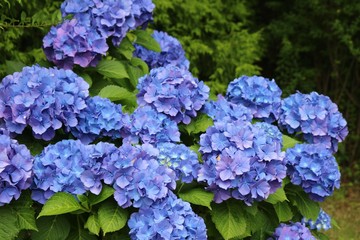 花　アジサイ　梅雨　公園　茨城