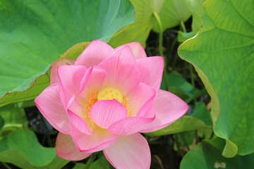 花 はす 早咲き 梅雨 大賀ハス 茨城