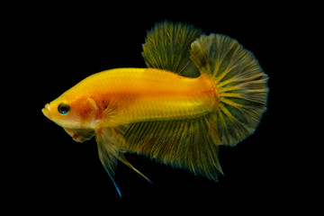 Betta fish Fight in the aquarium