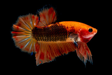 Betta fish Fight in the aquarium