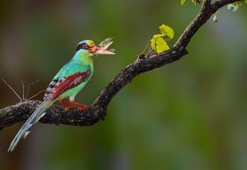 Common green magpie Catch insects on branch on a green background