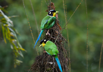 Two Long-tailed Broadbill Helping to nest.