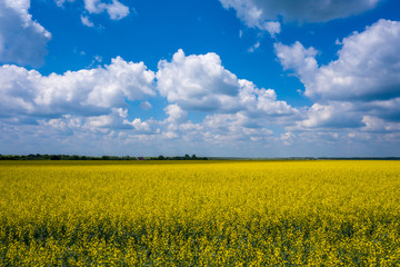 Obraz premium field blooming yellow rape flowers against the blue sky with white feathery clouds