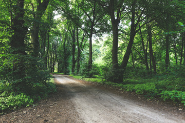 beautiful daytime summer forest landscape