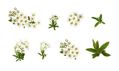 Set of spiraea flowers, buds and leaves